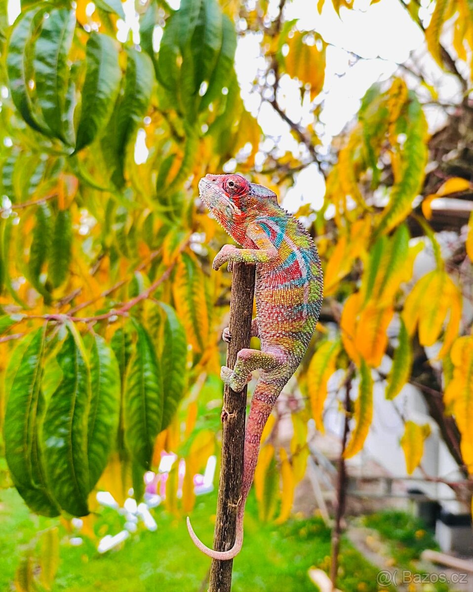 chameleon pardálí, terárium - 12