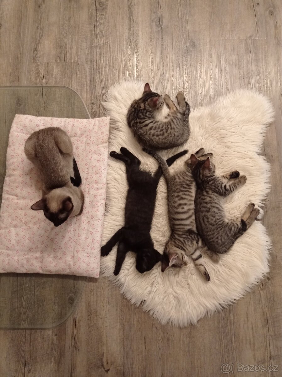 Koťata - 12