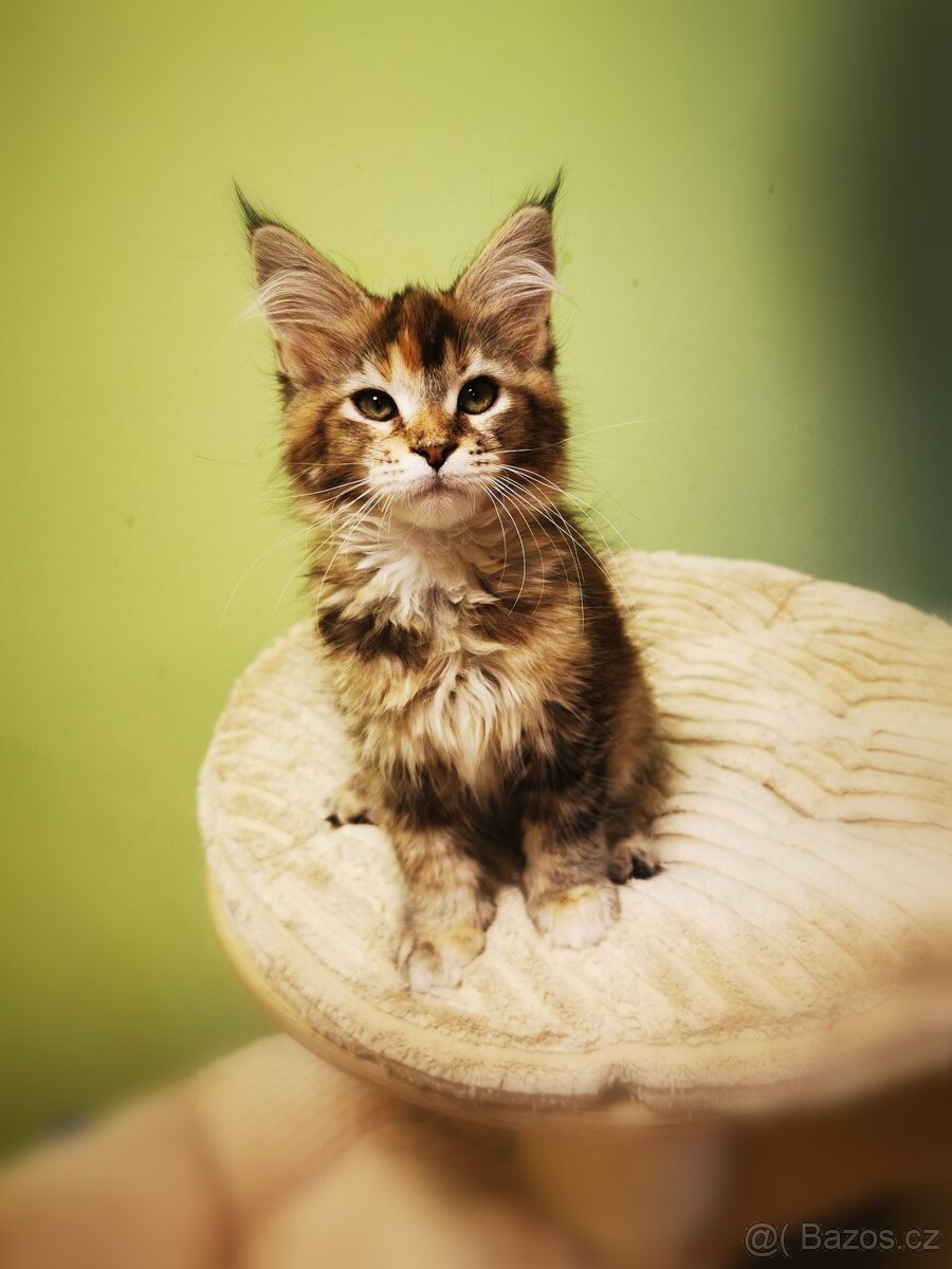 Mainská mývalí s pp - 12