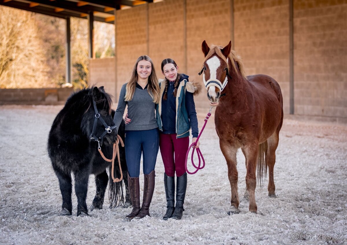 Prodej velmi hodného vychovaného pony poníka kategorie B - 12