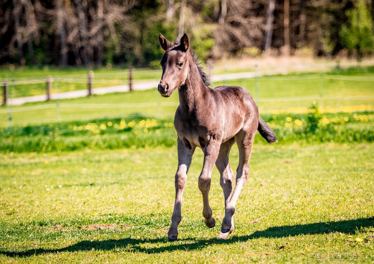 Připouštění QH hřebcem - 12