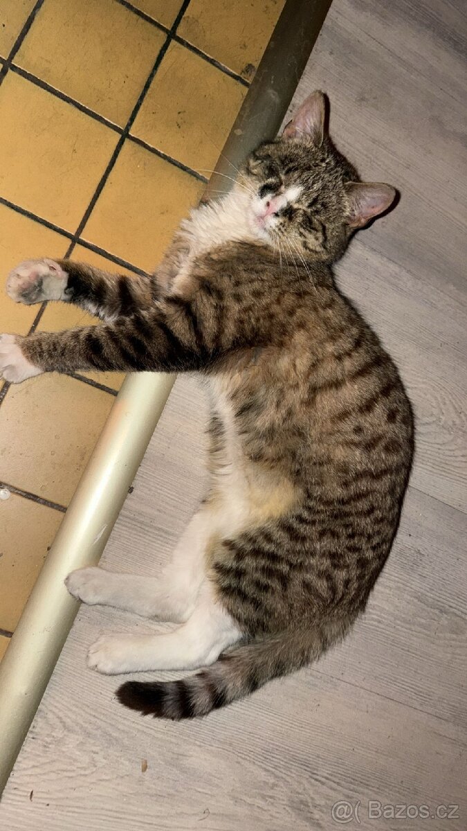 Britská koťátka - 12