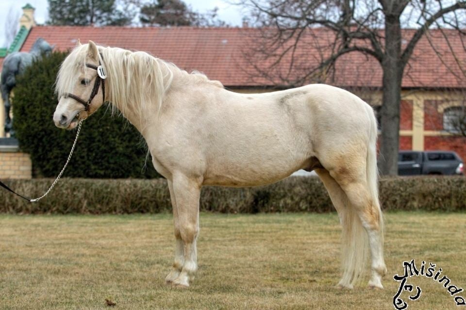 Prodám klisnu WPBr s PP, - 12