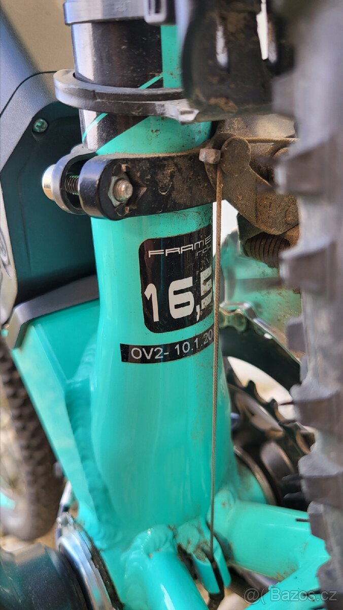 Leader Fox Venosa - 12