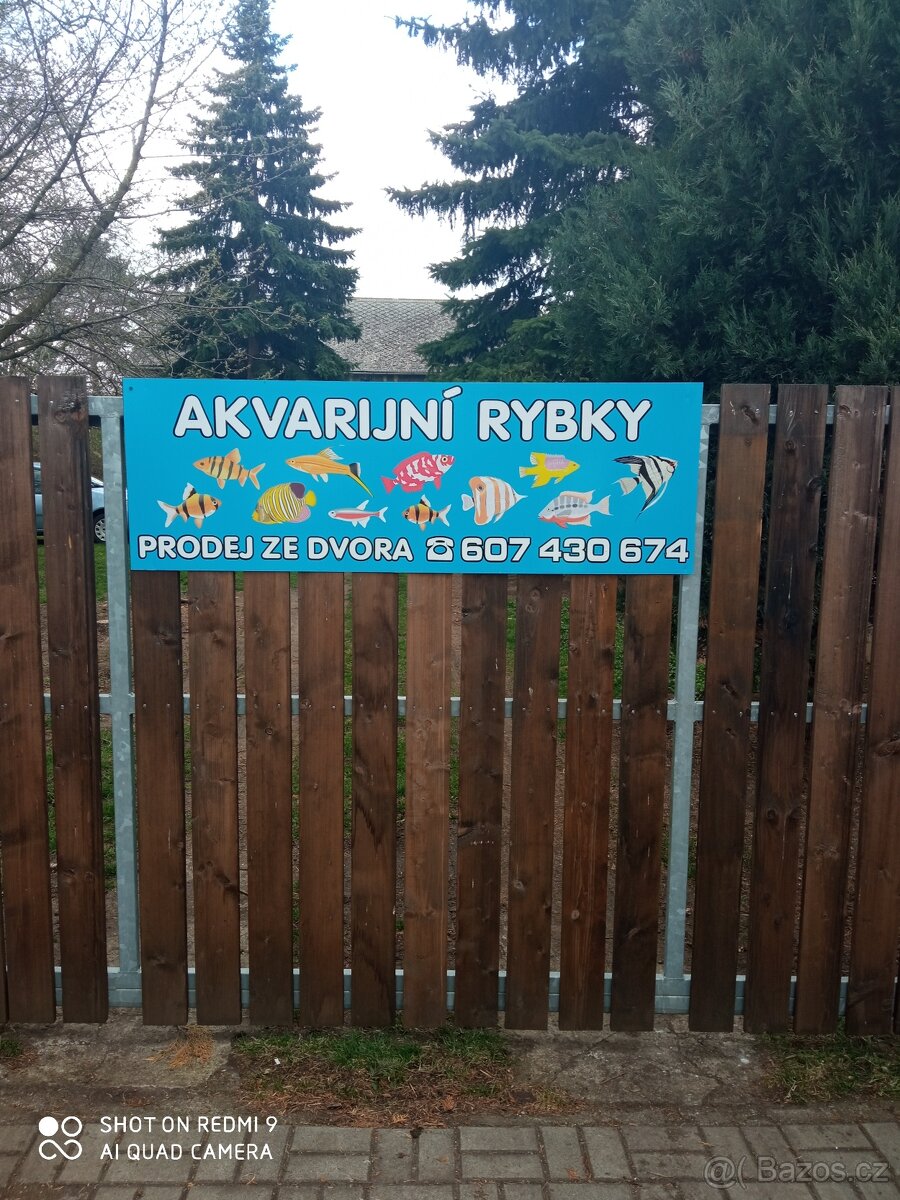 prodej novinek ze dvora - 12