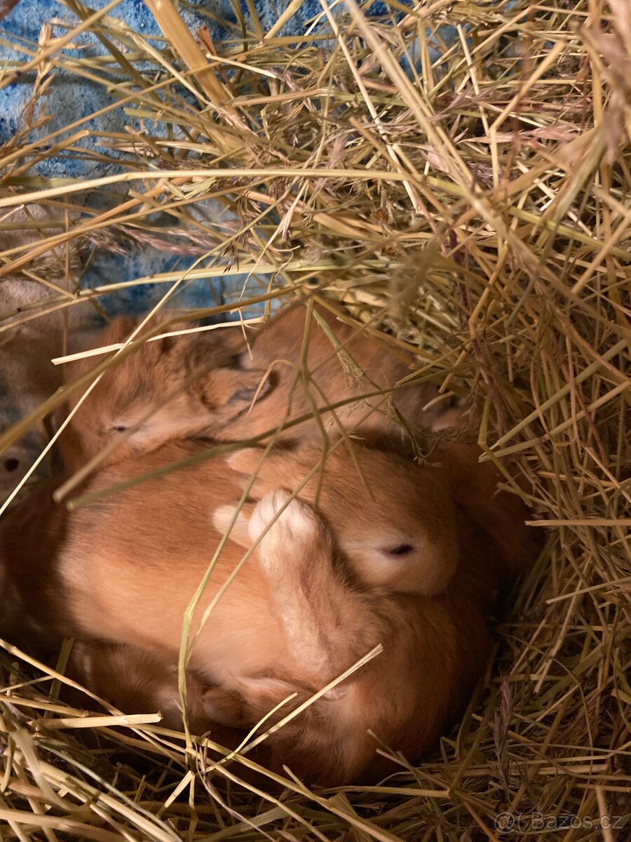 Zakrslí králík - 12