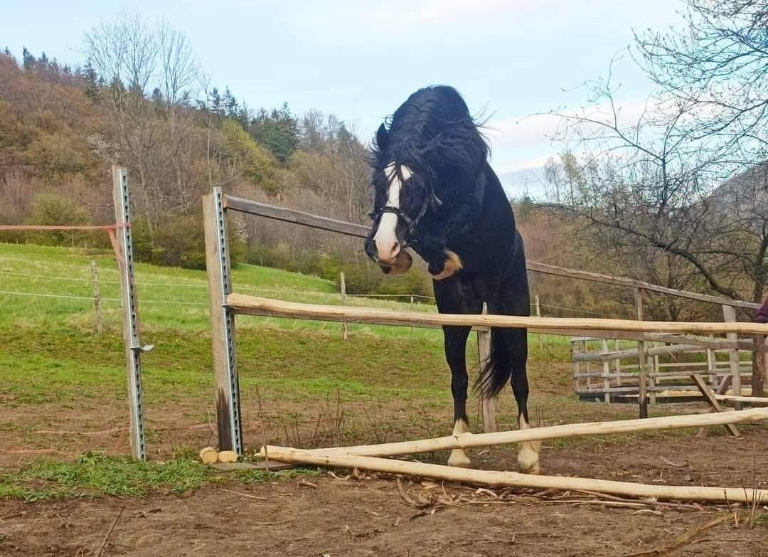 Připouštění Welsh cob - D - 12