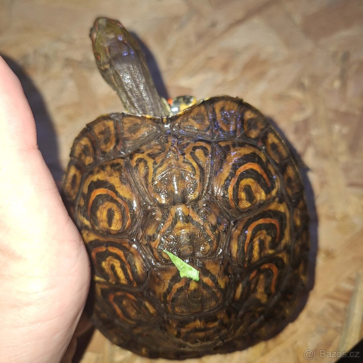 Prodám želvy - 12