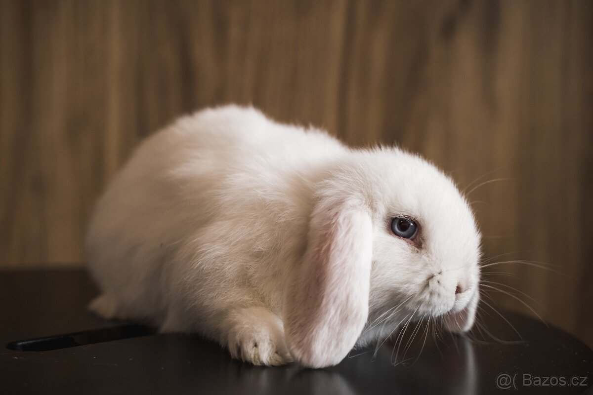 Zakrslý králík - minilop - 12