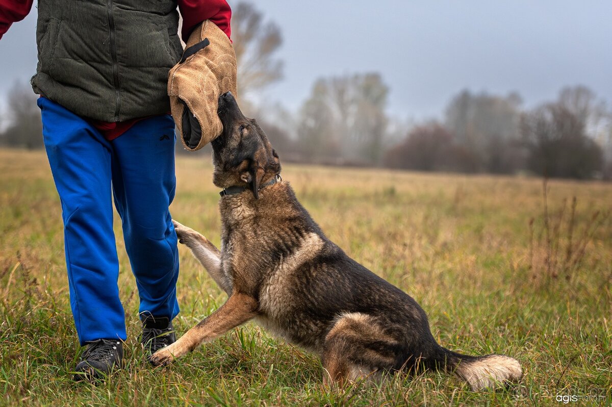 Německý ovčák štěňata s PP, work line, - 12