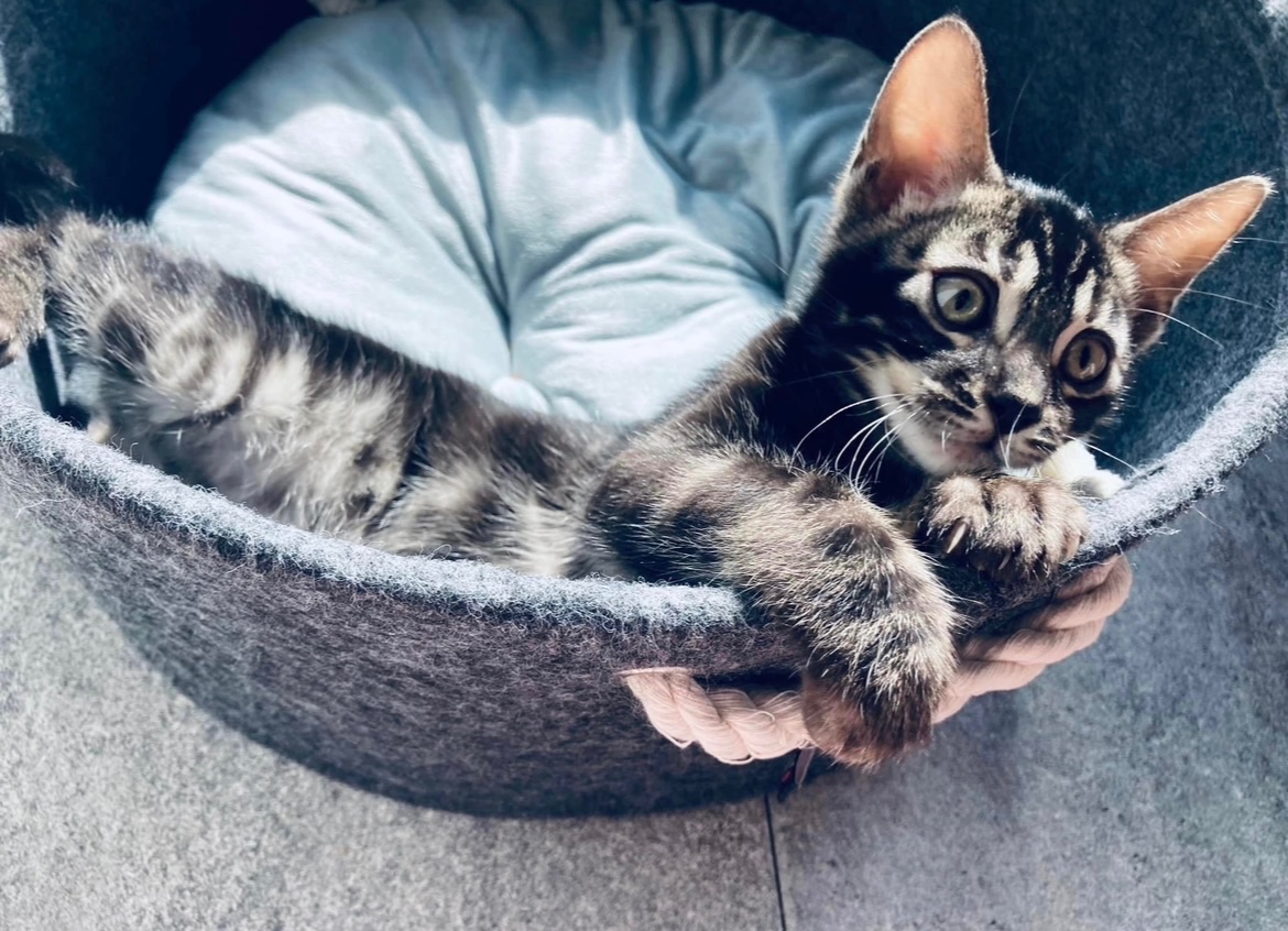 Bengálská kočka,bengálské kotě - 12