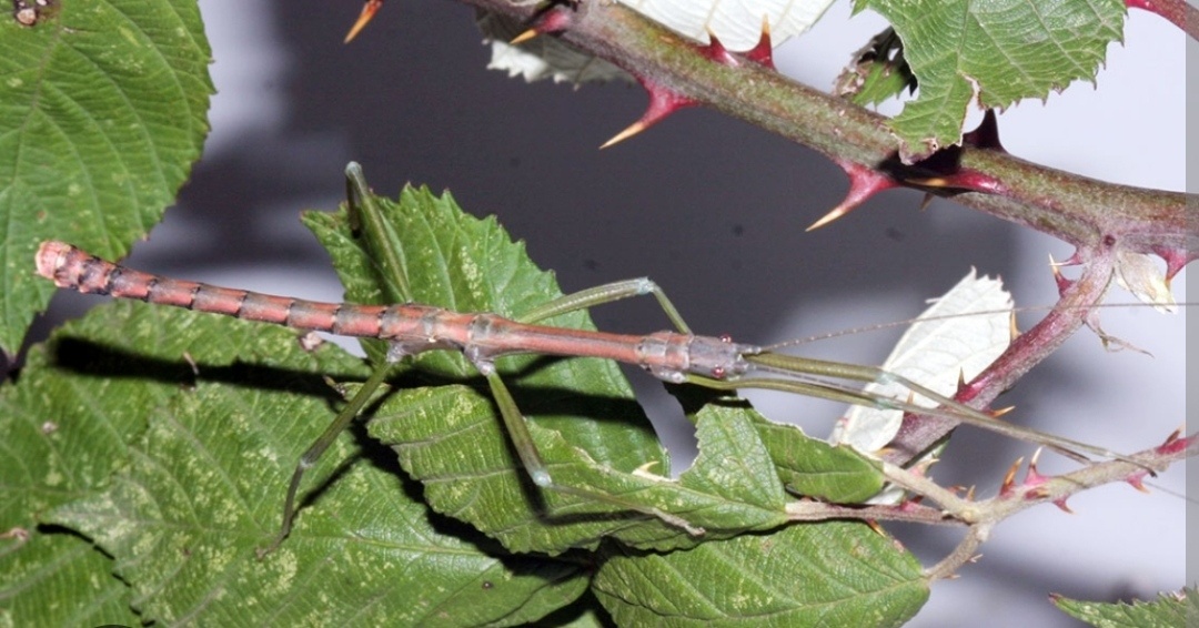 Strašilky, Pakobylky - 12