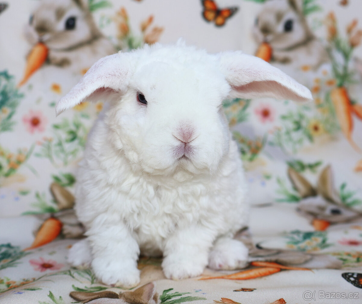 Zakrslí rex beránci . - 12