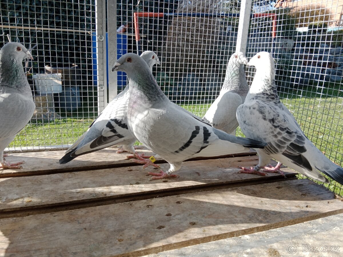 Poštovní holub standart - 12