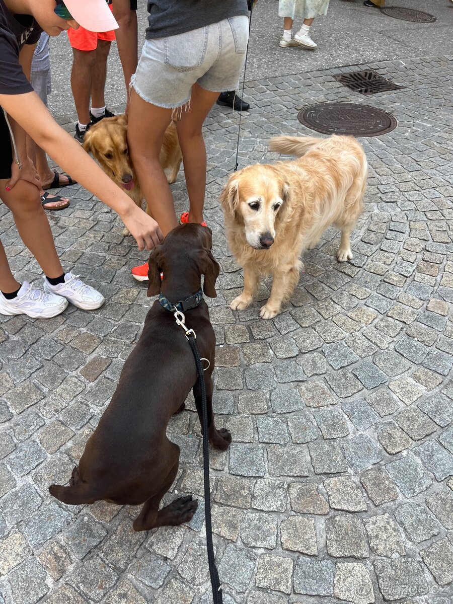 Německý ohař - 12