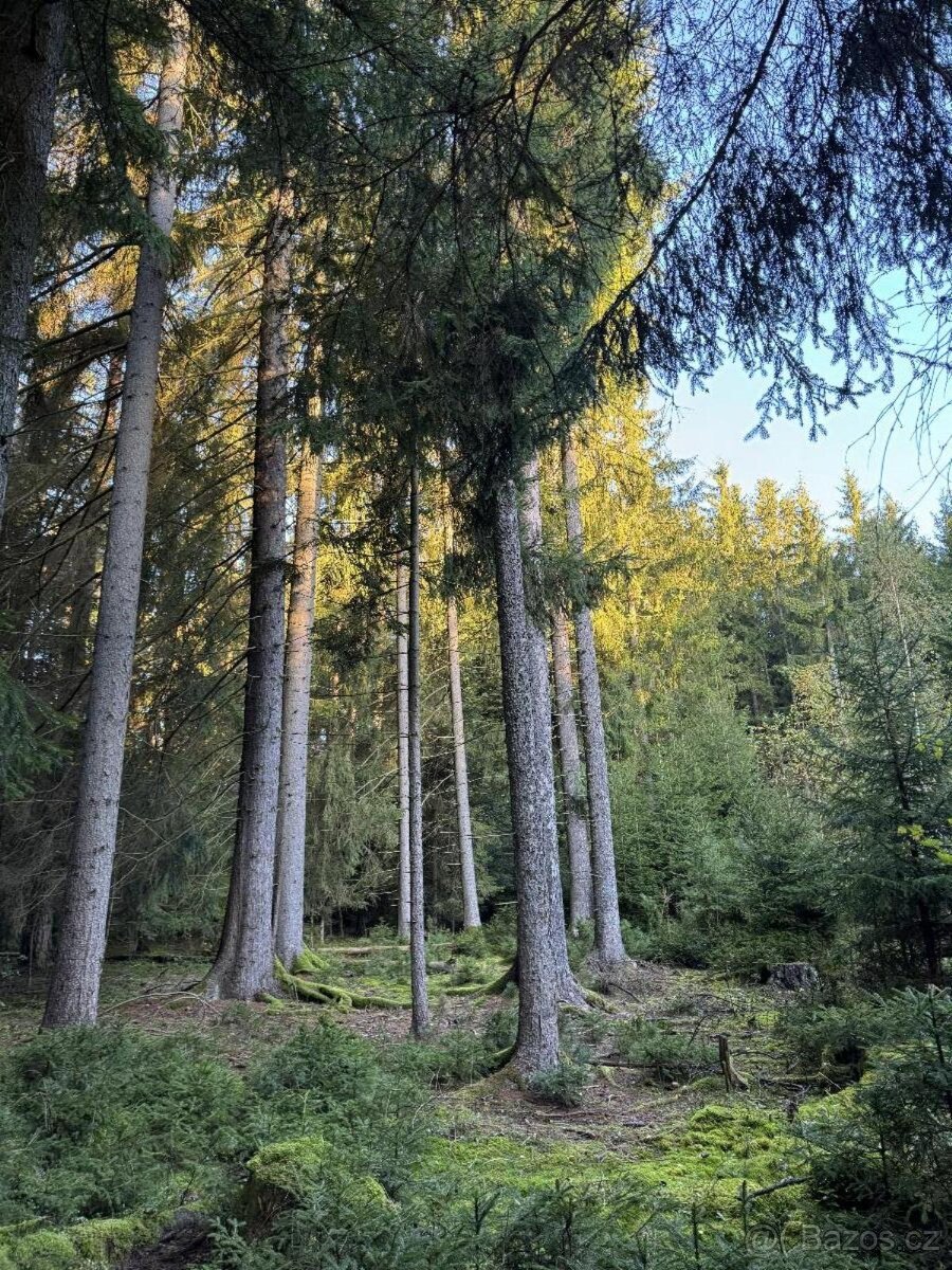 Prodám lesní pozemek v k.ú. Ločenice, p.č. 810 - 12