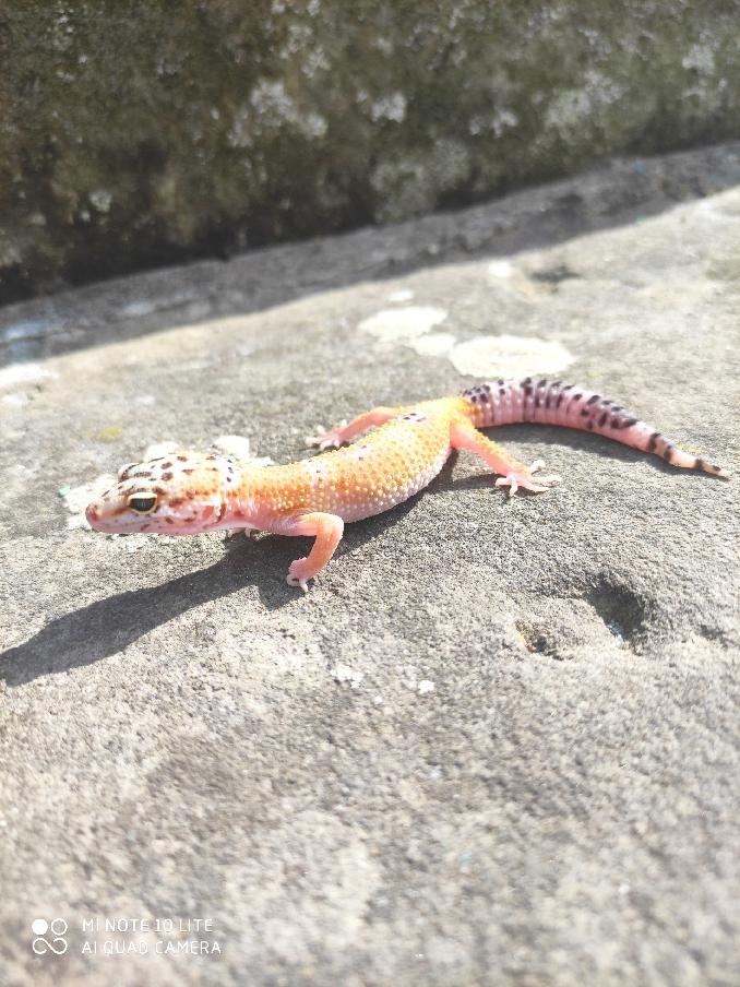 gekončík noční, terárium - 12