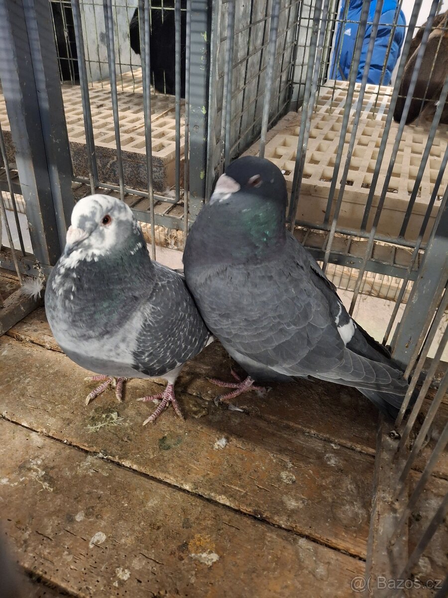 Prodej poštovních standardních holubů - 12