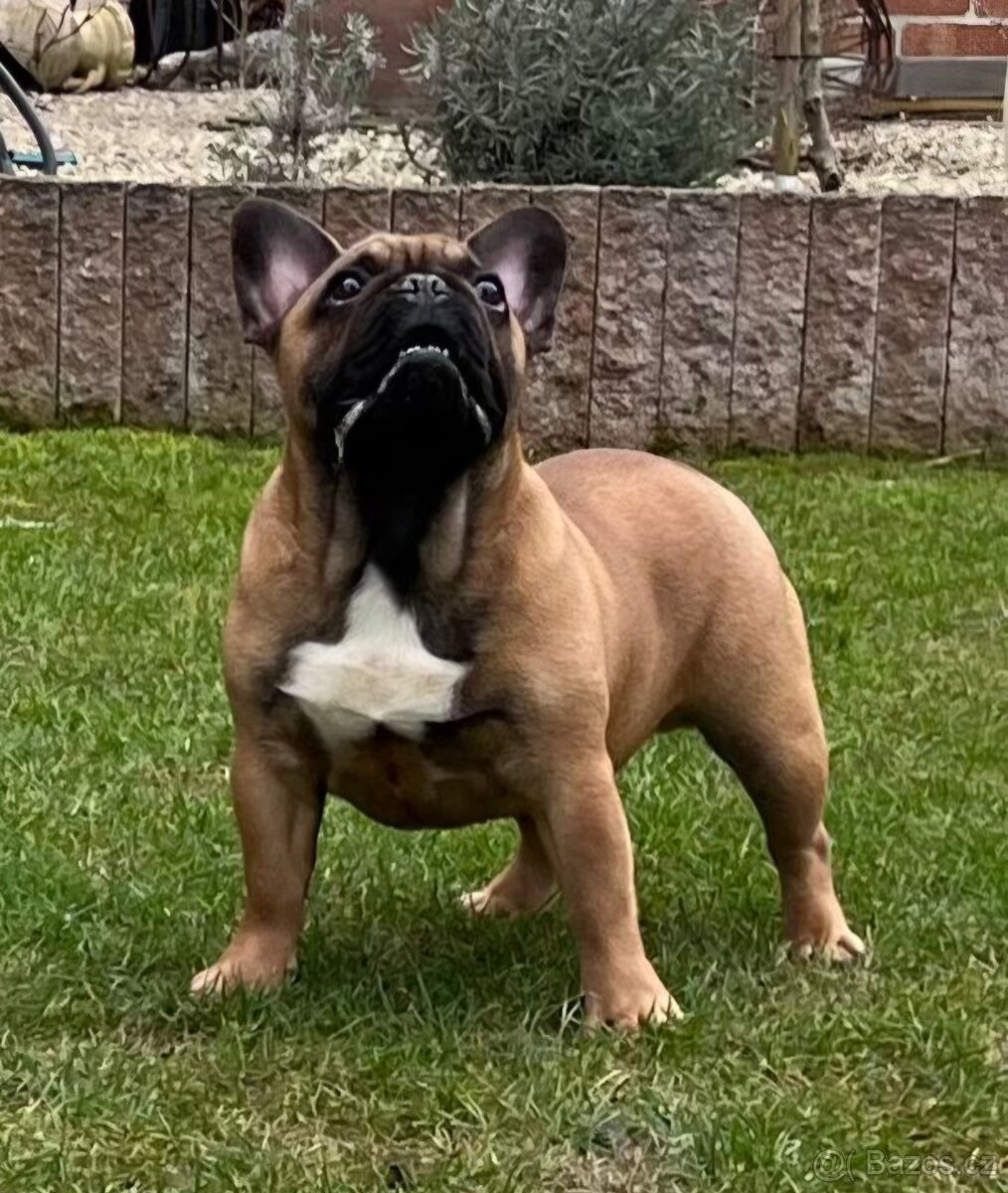 Francouzsky buldoček s PP - psík - 12