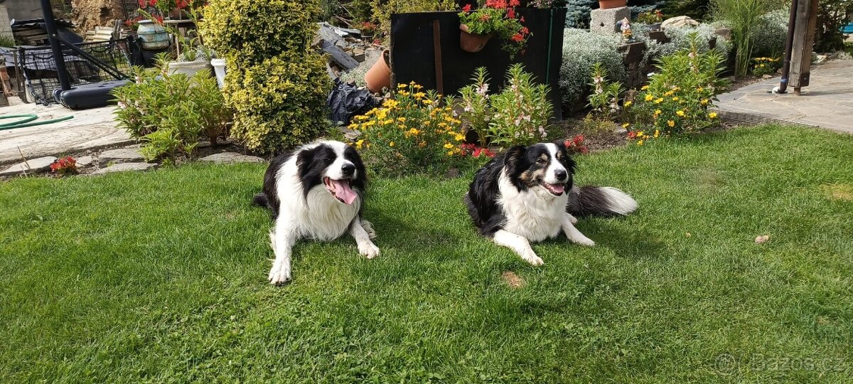 Border kolie dlouhosrstá - 12