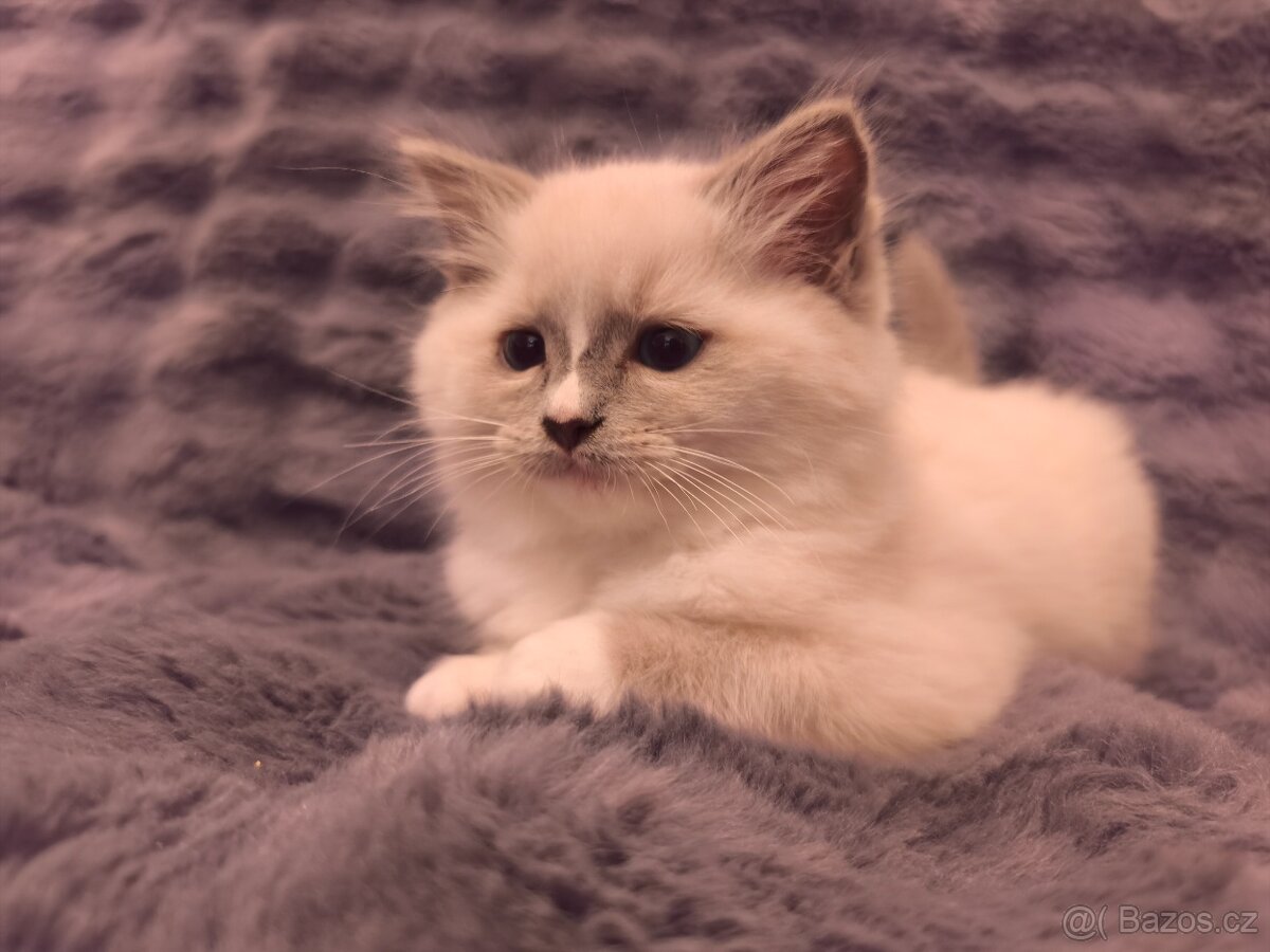 Ragdoll kocourci - 12