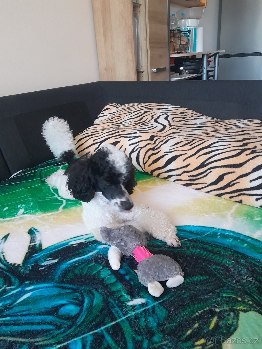 Pudlik ke krytí - 12