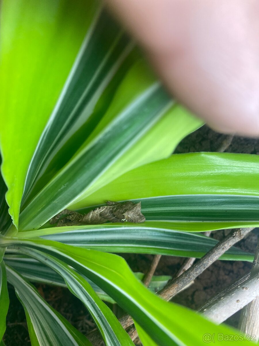 Uroplatus ebenaui - 12