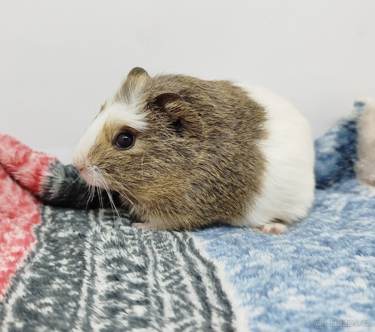 Morče, Morčata, Morčátko, Morčátka - SAMIČKY - 12