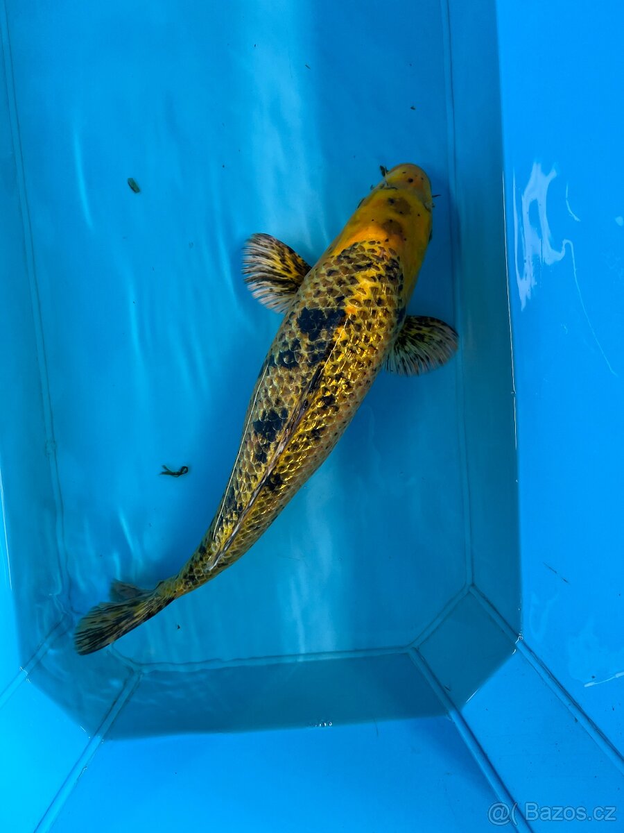 Koi kapr - 12