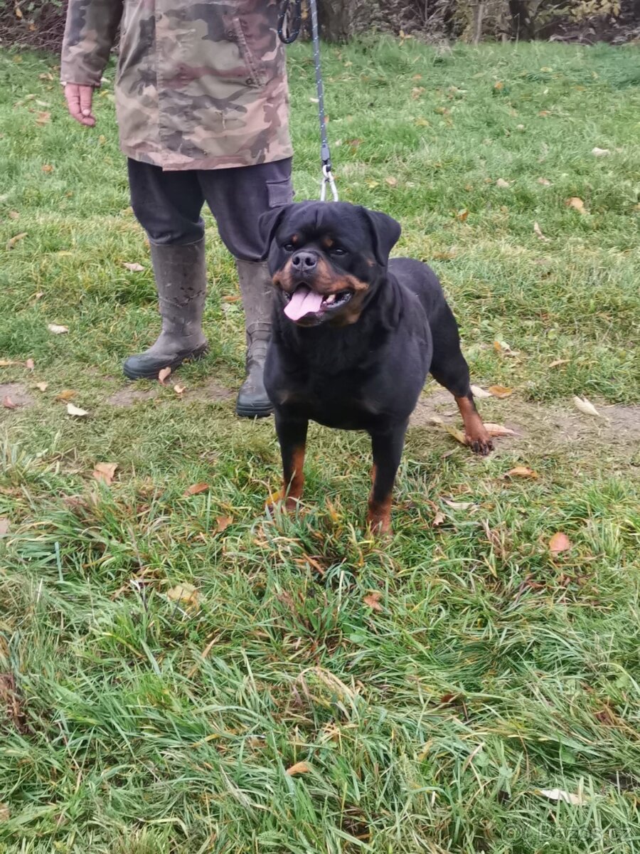 Rotvajler, rtw, rottweiler - 12