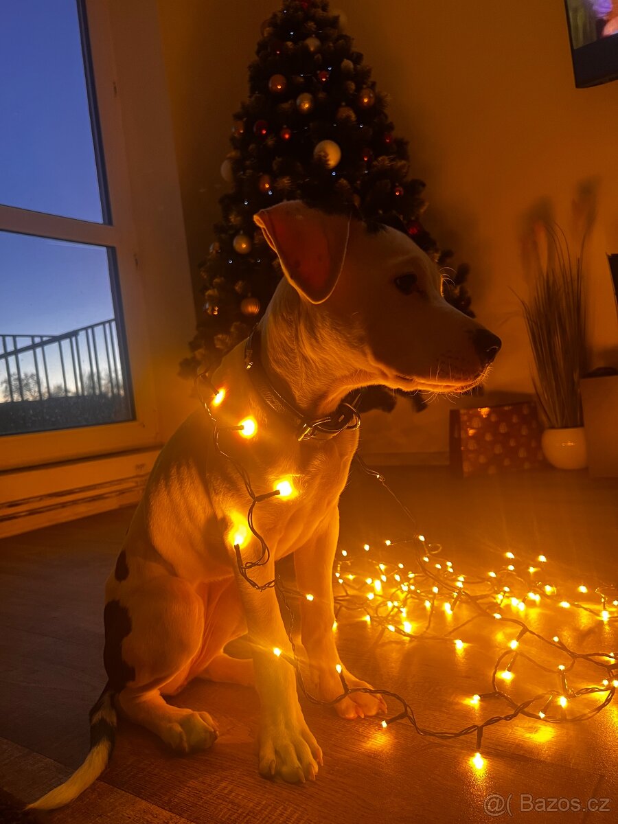 Am Staff kríženka - 12