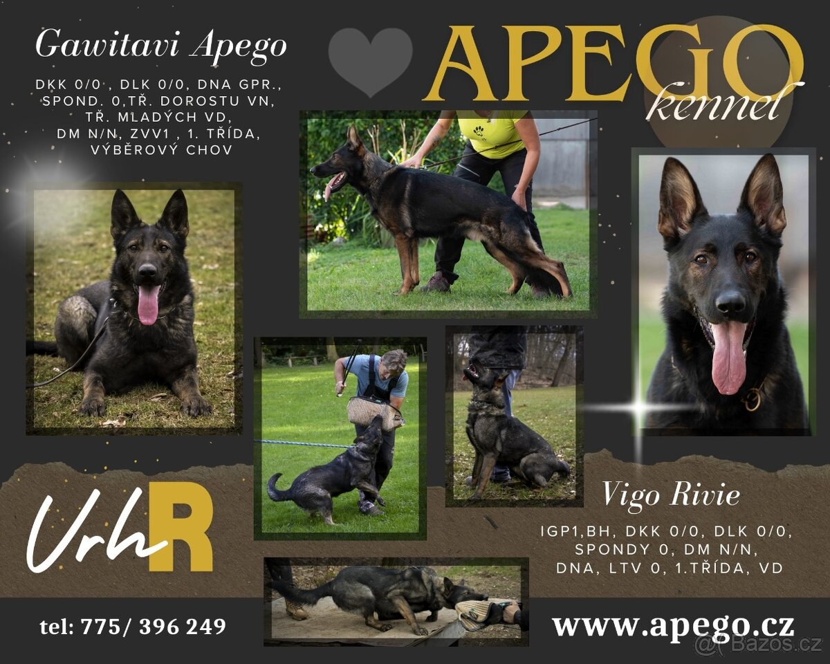 Německý ovčák s PP - 12