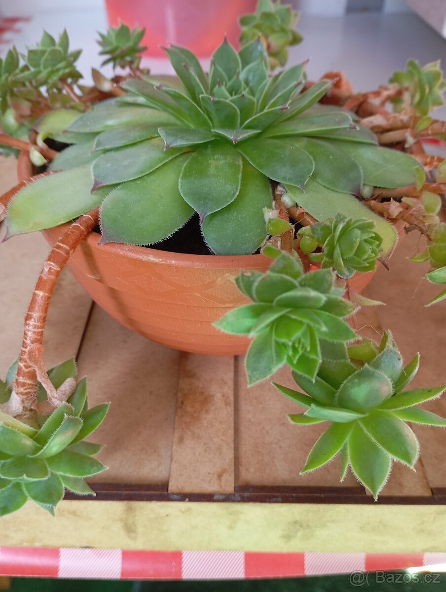 sazenice netřesků 5kč za kus,držáky na truhlíky,ačokča semen - 12