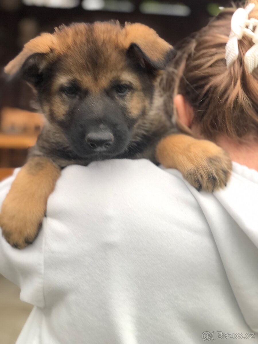 Stenata německého ovcaka - 12