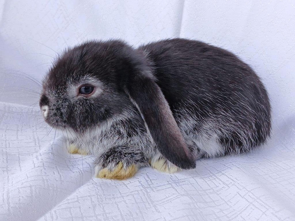 Zakrslí beránci a bílopesíkatí králíčci s rodokmenem - 12