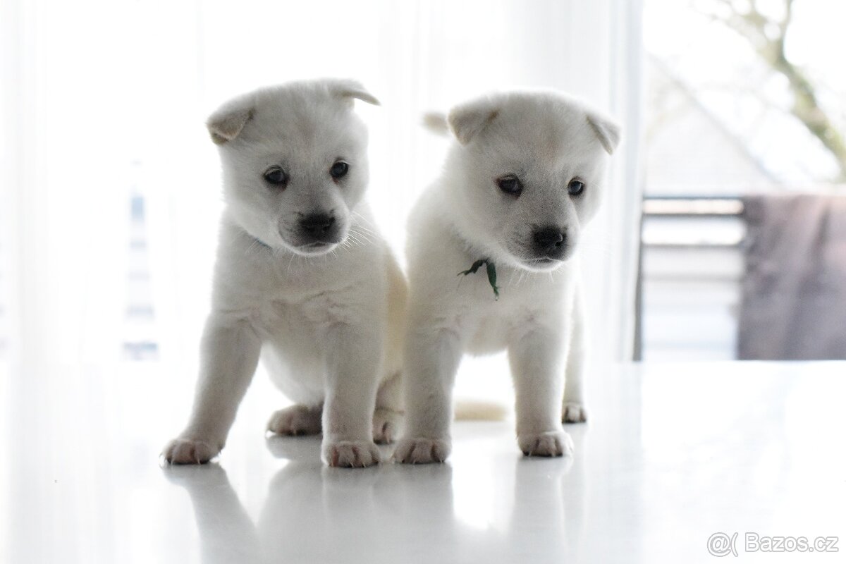 Kishu Inu štěňata s PP FCI - odběr na Vánoce - 12