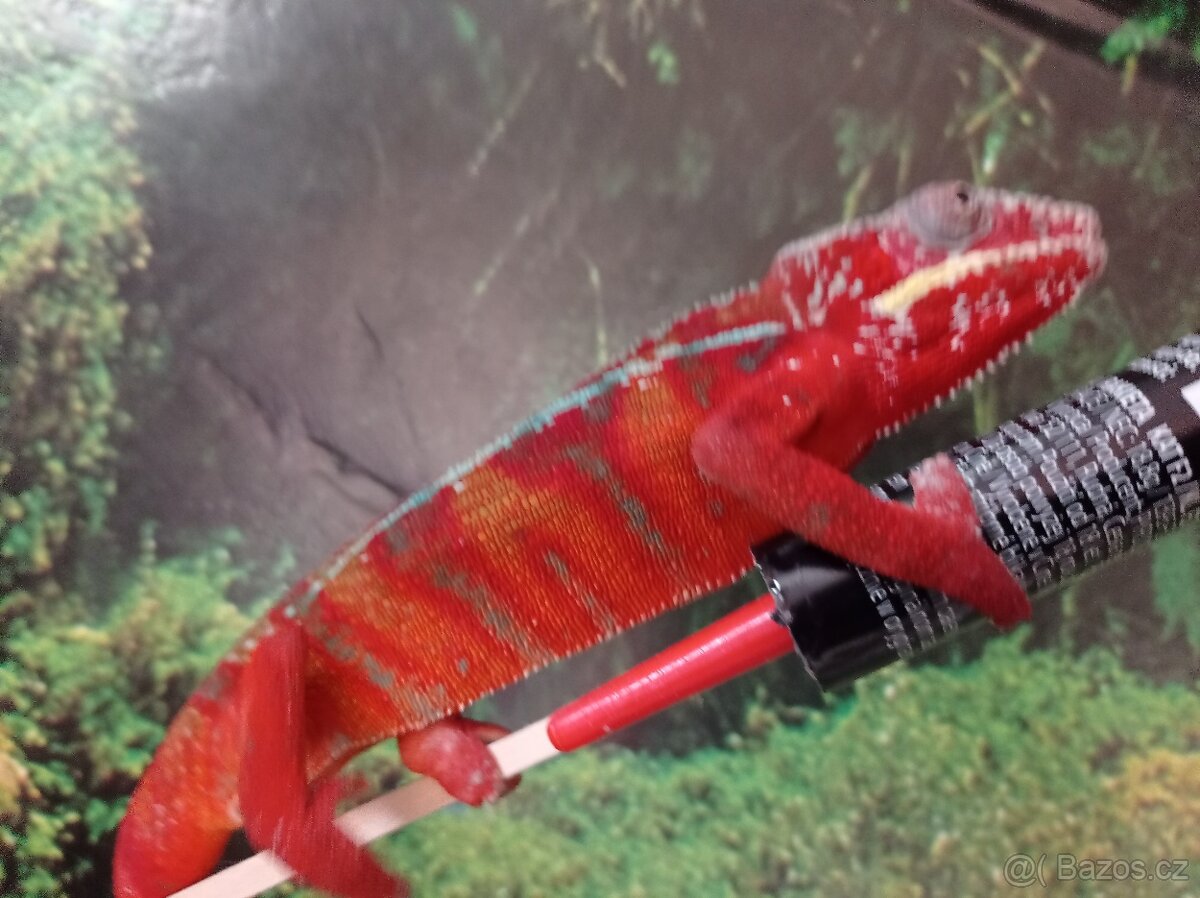 Chameleon pardáli - 12