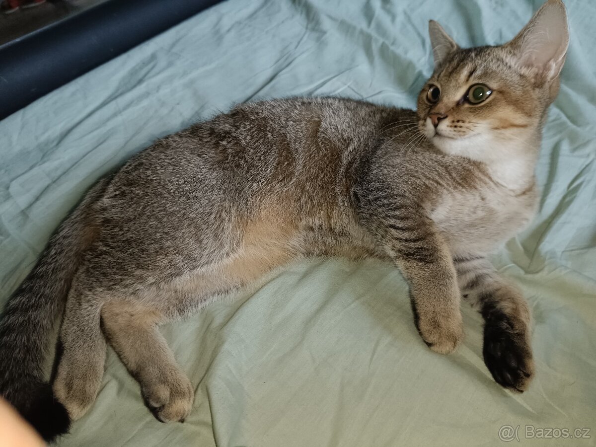 Britský kocourek bez PP - 12