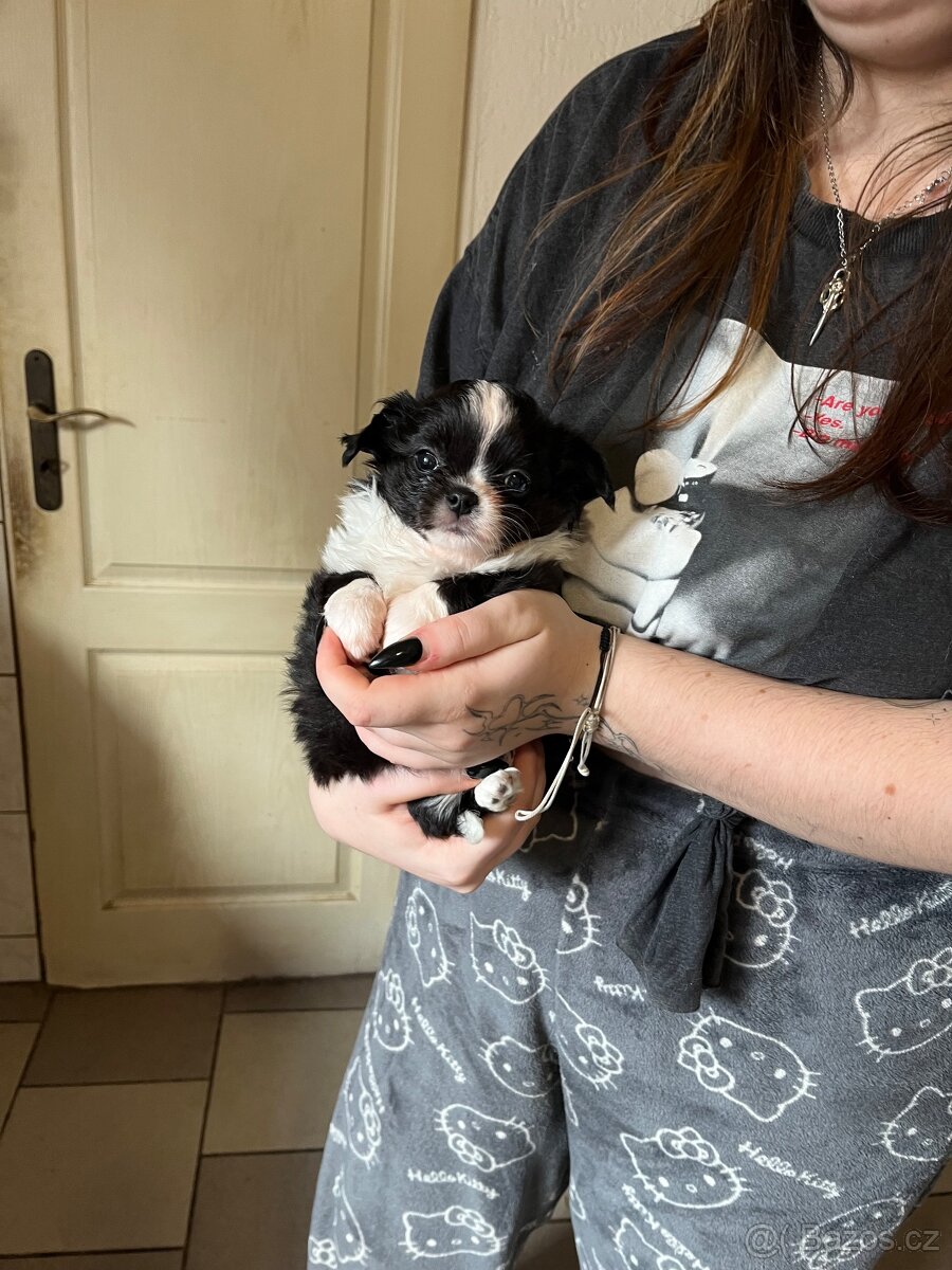 černobílá holčička s PP FCI - 12