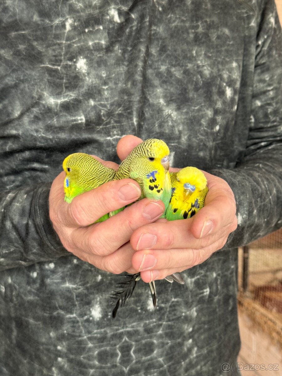 Andulky krotké a ochočené - 12