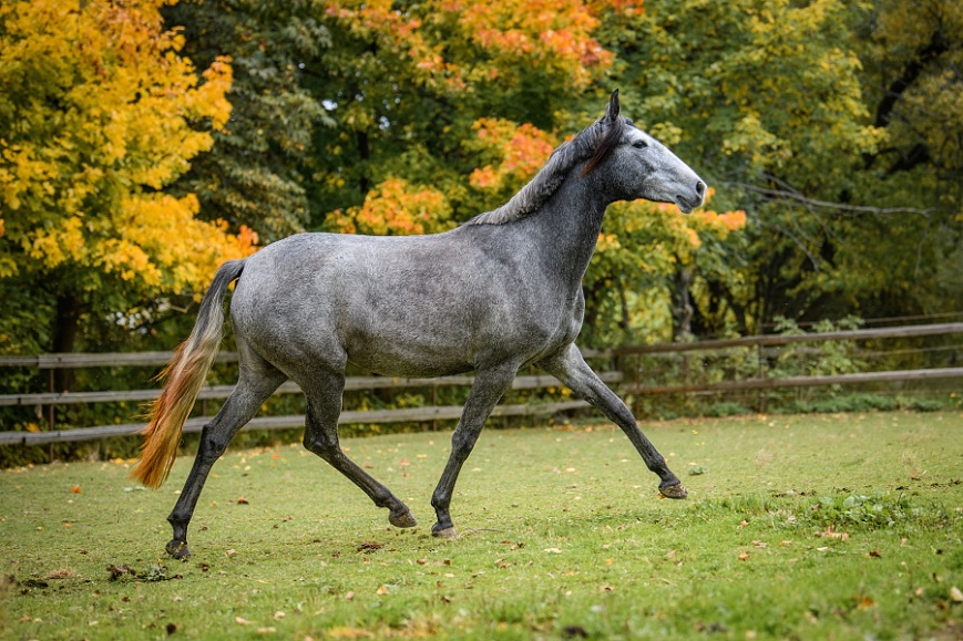 Lusitano charakterní klisna - 12