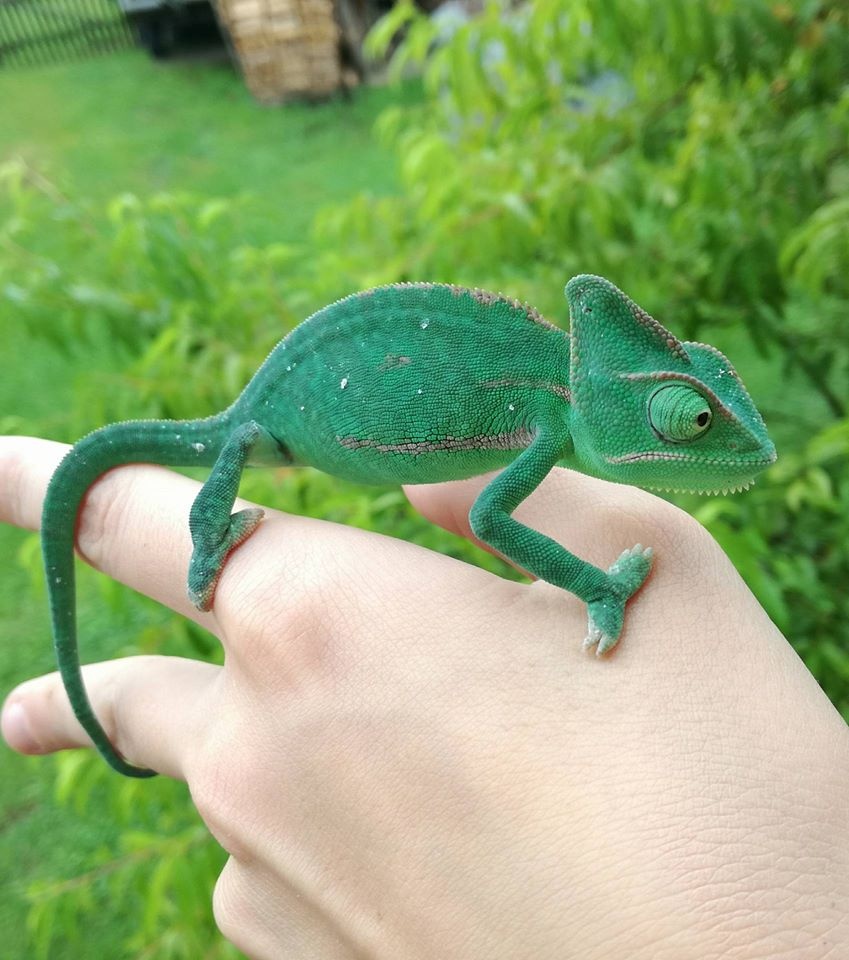 chameleon jemenský, terárium - 12