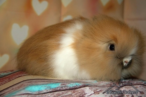 Zakrslí králíčci Teddy s VP (Vánoční miminka)-doprava po ČR - 12