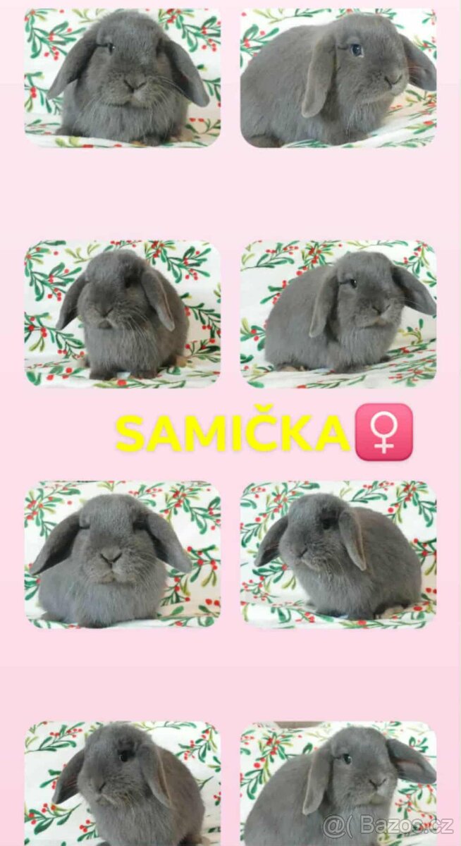 Volná samička - Anglický Zakrslý Beránek MiniLop🍑🧡🤍 - 12