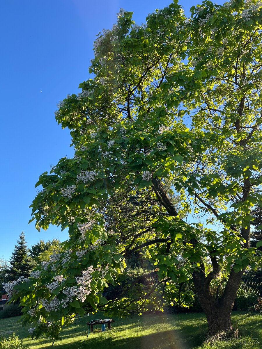 Rostlinky KATALPA královská - 12