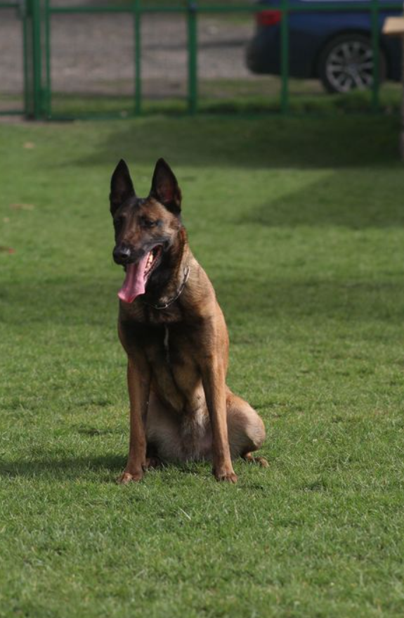 Belgický ovčák malinois s PP - 12