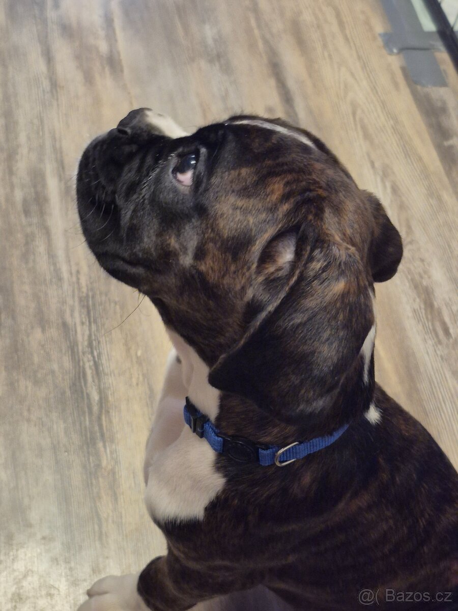 Německý boxer - 12