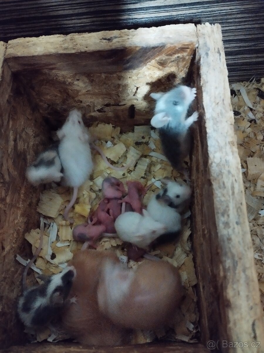 Potkani a barevné myšky - 12