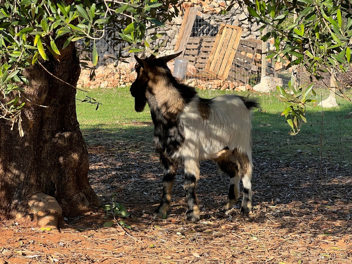 Hledám správce Farmy u moře - 12