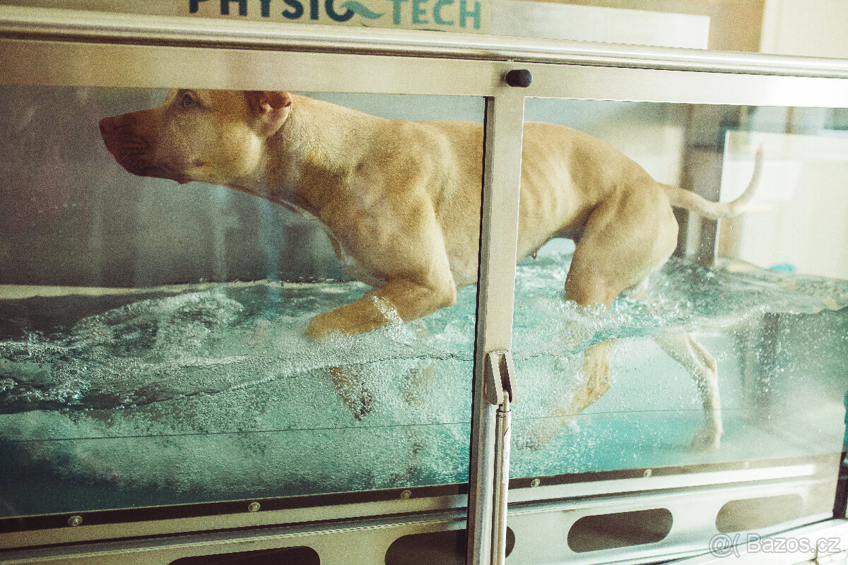 Americký pitbulterier štěňata s PP - 12